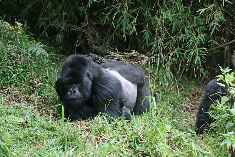 Silverback Gorilla having a nap-Volcanoes National Park
