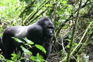 Silverback Stralling through Trees - Buhoma, Bwindi National Park