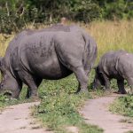 Southern White Rhino grazing with cub in Kidepo Valley National Park Narus Valley