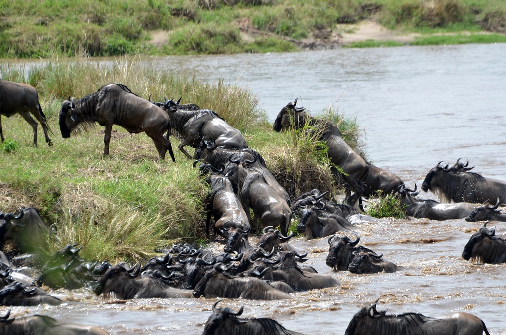 The Great Serengeti Migration - Tanzania
