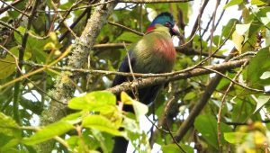 The Rwenzori Turaco - Endemic To The Albertine Rift