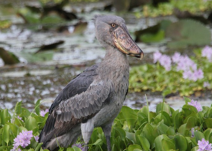 The Shoe Bill At Mabamba Swamp near Entebbe