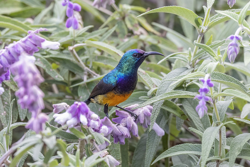 Variable Sunbird - a sunbird species in Uganda