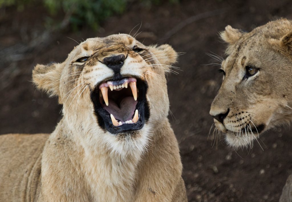 lioness with cub - Akagera National Park Rwanda