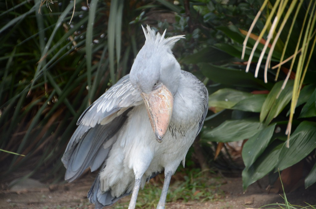 Shoebill bird watching in Akagera National Park