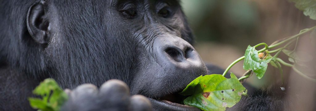 Mountain gorilla eating leaves - Buhoma in Bwindi National Park
