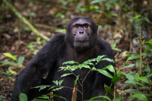 Chimpanzee at Kibale National Park, the Primate Capital