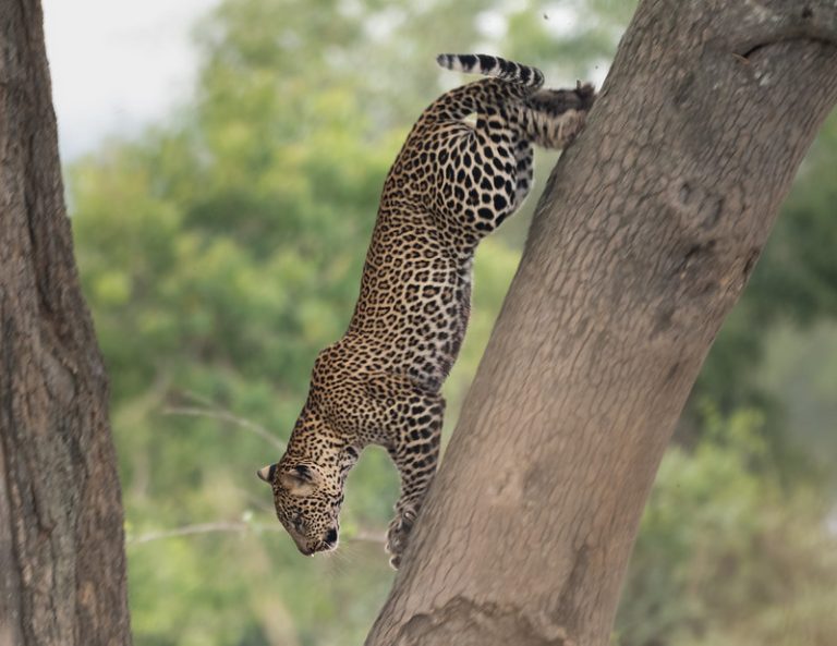 Leopard at Murchison