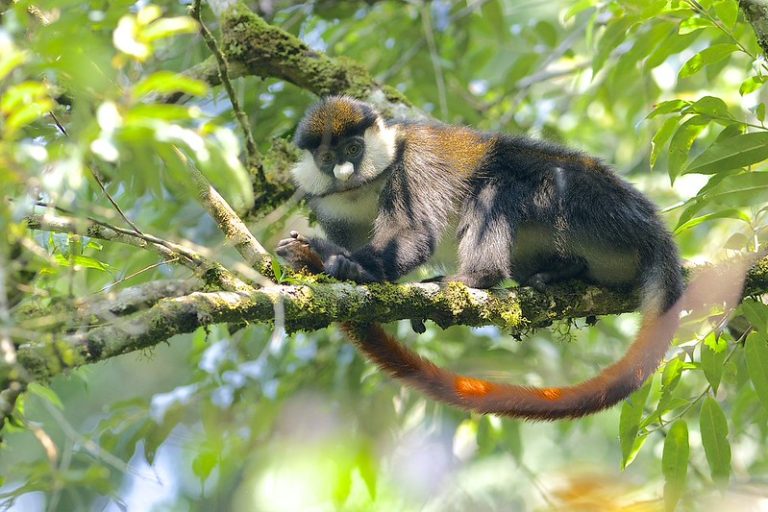 A beautiful Red Tailed Monkey at Bigodi Wetland Sanctuary