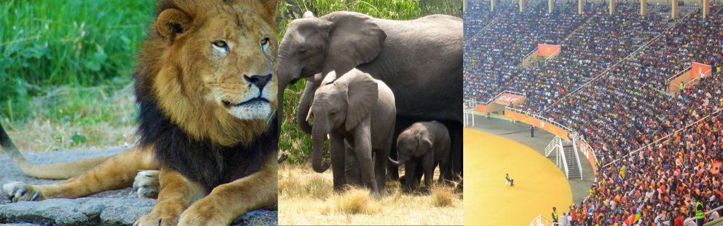 AFCON Nambole 2026-2027 And Wildlife Safari Package
