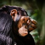 An hour with the Chimps - Kibale NP