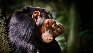 An hour with the Chimps - Kibale NP