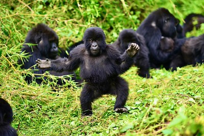 Baby Chimpanzee Walking On 2 Legs - Mgahinga National Park