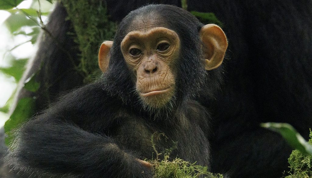 Baby Chimpanzee at Budongo forest - Uganda