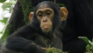 Baby Chimpanzee at Budongo forest - Uganda