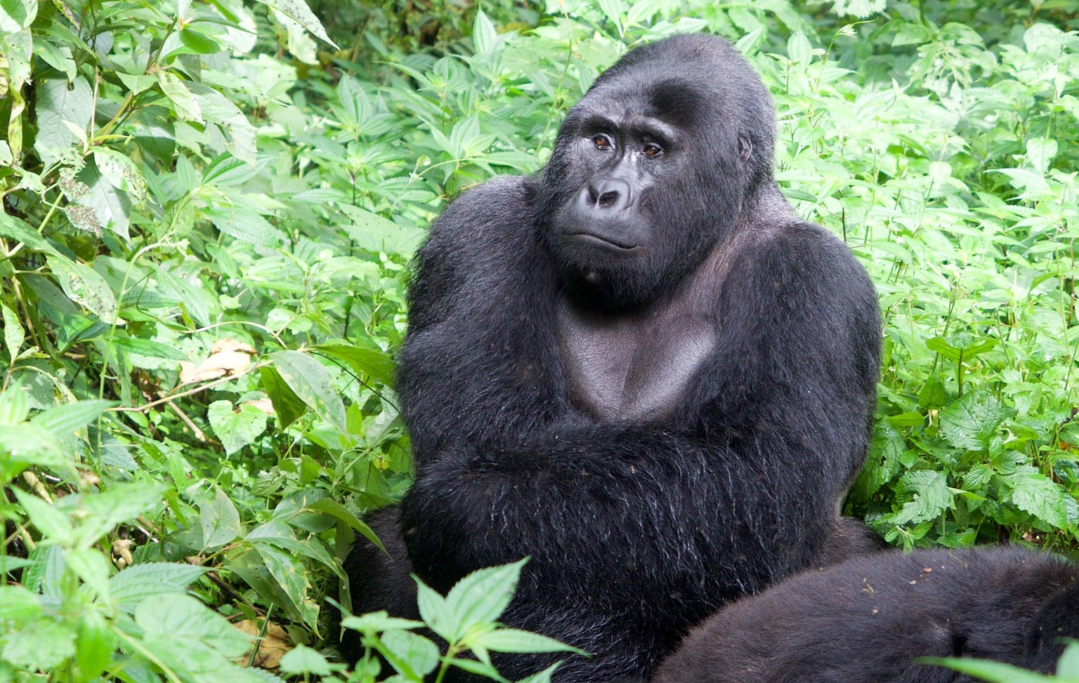 Gorilla Trekking Hikers in Bwindi Uganda