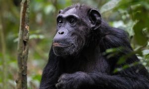 Chimpanzee - Kibale National Park