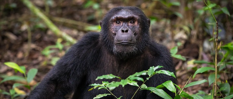 Chimpanzee - Mgahinga National Park