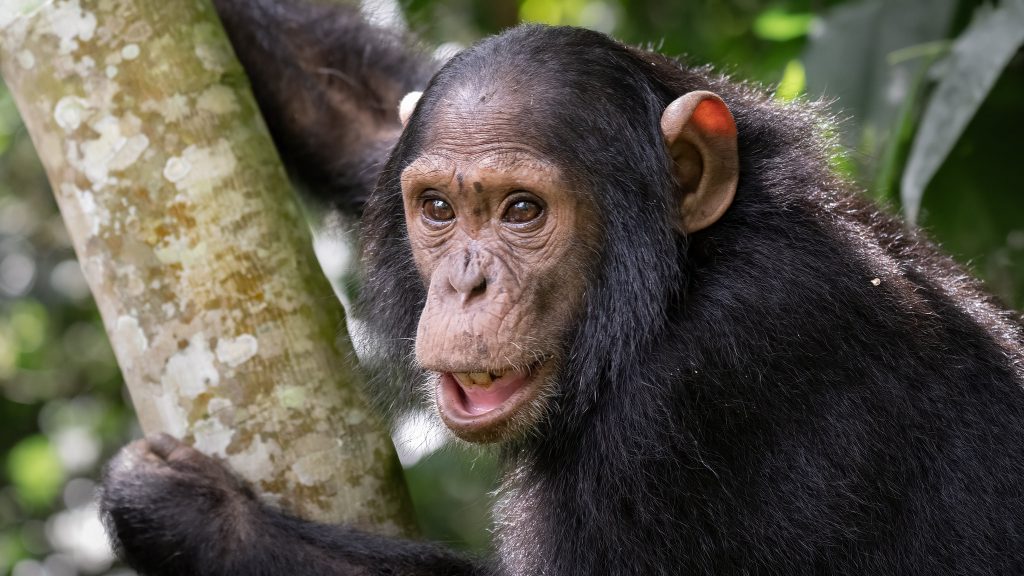 Chimpanzee Trekking Vs Habituation -Kibale NP