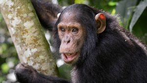 Chimpanzee Trekking Vs Habituation -Kibale NP