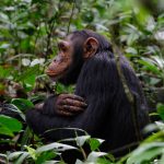 Chimpanzee at Kyambura Gorge forest - Uganda