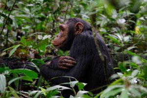 Chimpanzee at Kyambura Gorge forest - Uganda