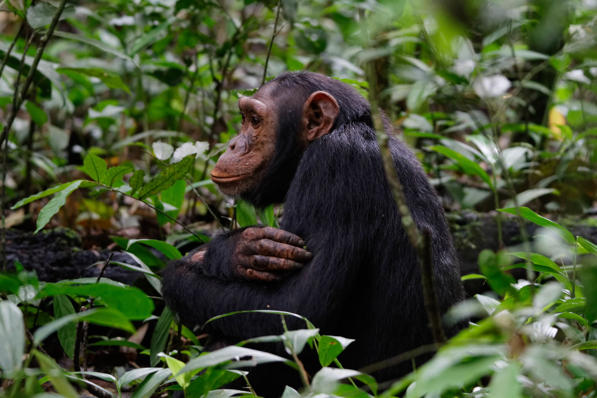 Chimpanzee at Kyambura Gorge