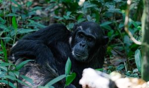 Chimpanzee photographed in Kibale National Park