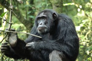 Chimpazee on forest floor - Kibale NP
