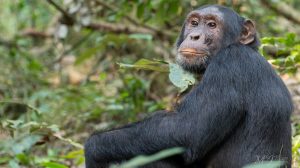 Elderly chimpanzee in Kibale National Park