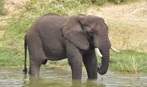 Elephant - Queen Elizabeth