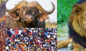 Mandela National Stadium Namboole Uganda football match crowd & Wildlife Safari Tours