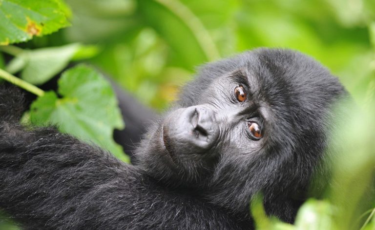 Gorill- Mgahinga National Park