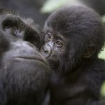 Gorilla Mother & Baby - Bwindi NP