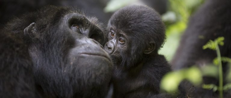 Gorilla Mother & Baby - Bwindi NP