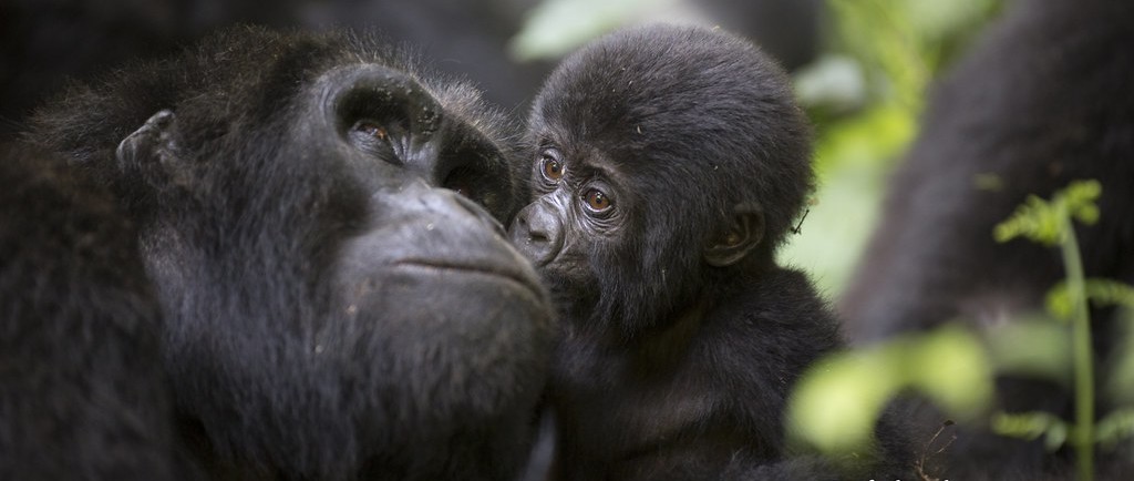 Gorilla Mother & Baby - Bwindi NP