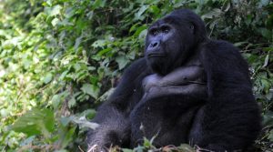 Silverback Gorilla - Ruhija Sector Bwindi Forest
