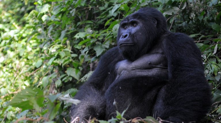 Gorilla - Ruhija Sector Bwindi Forest