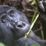 Gorilla Ruhija Sector - Bwindi National Park