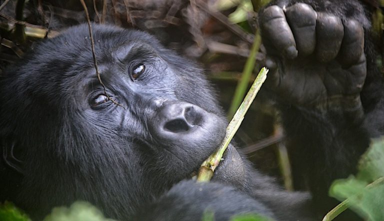 Gorilla Ruhija Sector - Bwindi National Park