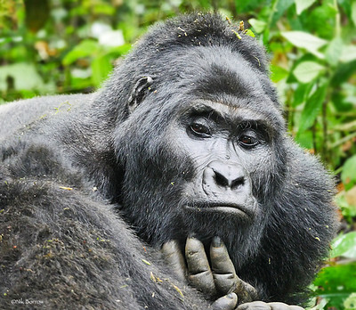 Gorilla booking Uganda permit office