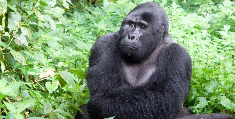 Gorilla trekking - Uganda Logistical Safari