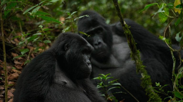 Gorillas at Rushaga Sector - Bwindi National Park