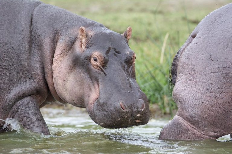 Hippopotamuses at Kazinga Channel