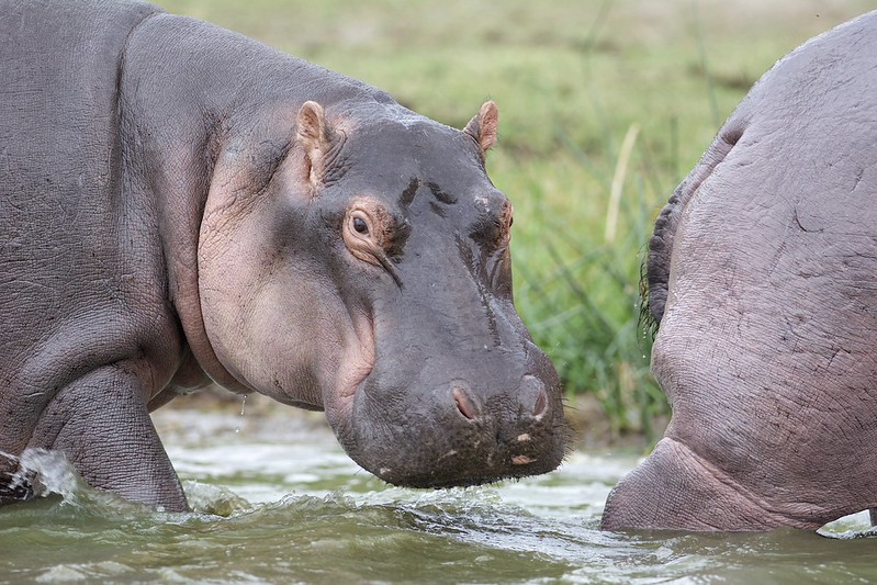 Hippopotamuses at Kazinga Channel
