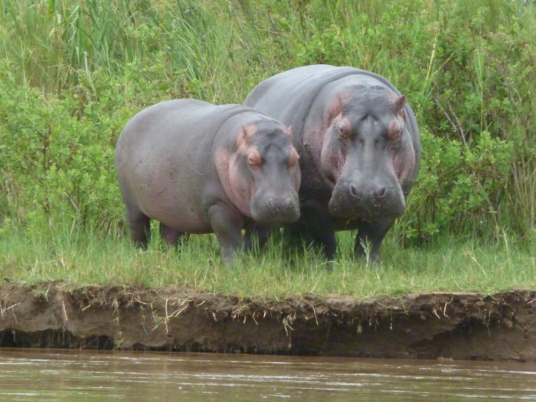 Hippos ate Rusizi National Park - Burundi