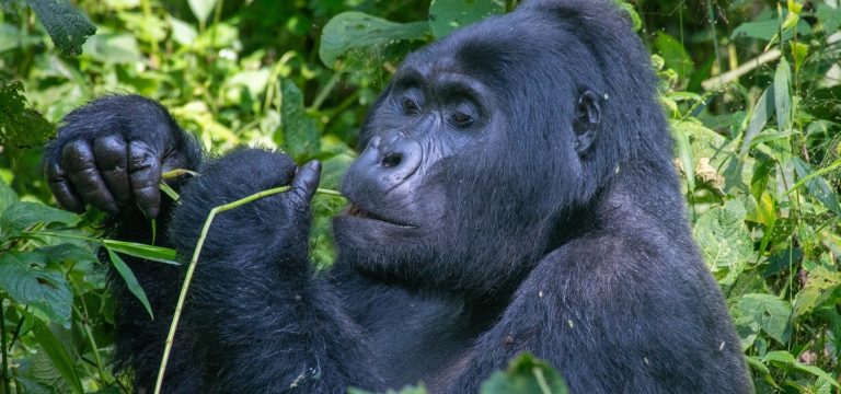 Huge Mountain Gorilla eating leaves in Bwindi National Park