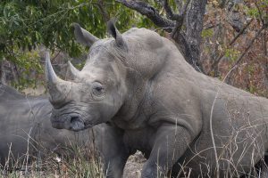 Huge Rhino - Ziwa Rhino Ranch