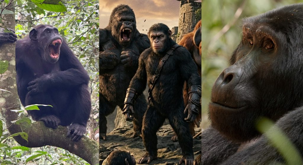 Kingdom of the Planet of the Apes - Kibale and Bwindi National Park