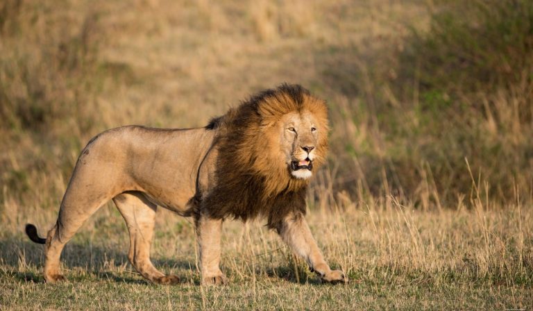 Lion at Maasai Mara National Reserve